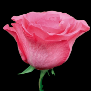 FRE-034A-PINK-LOVE.png