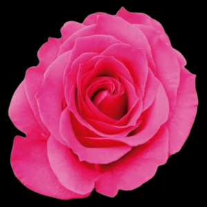 FRE-036-QUEEN-BERRY.png