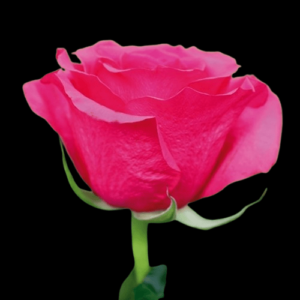 FRE-036A-QUEEN-BERRY.png