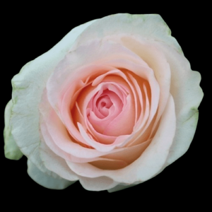 FRE-037-SENORITA.png