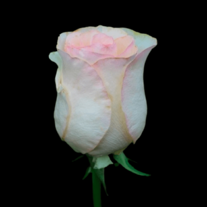 FRE-037A-SENORITA.png