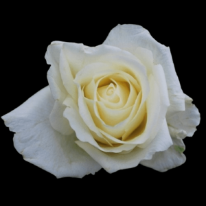 FRE-040-WHITE-CHOCOLATE.png