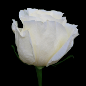 FRE-040A-WHITE-CHOCOLATE.png