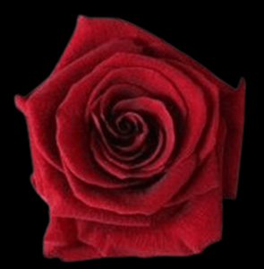PRE-007-VINN-1.png