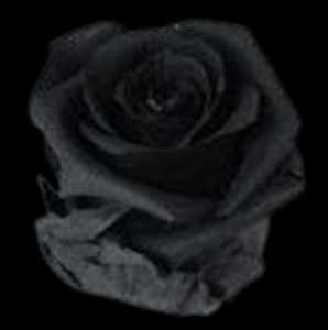 PRE-017-BLACK-2.png