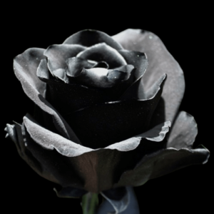 TIN-001A-BLACK-MOON.png