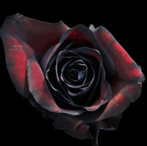 TIN-002-BLACK-WHISPER.png