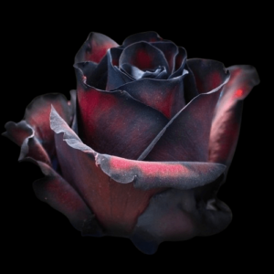 TIN-002A-BLACK-WHISPER.png