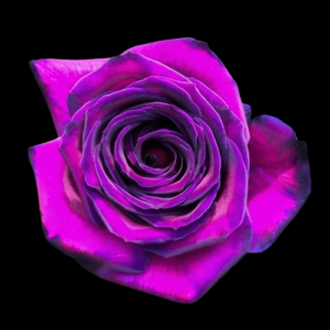 TIN-003-BLUE-EDGES.png