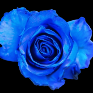 TIN-004-BLUE-EXPERIENCE.png