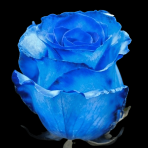 TIN-004A-BLUE-EXPERIENCE.png