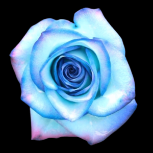 TIN-005-CANDY.png