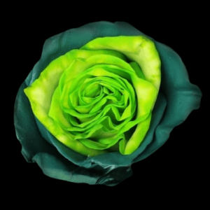 TIN-006-CHARM-GREEN.png