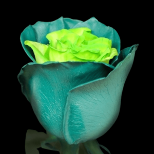 TIN-006A-CHARM-GREEN.png