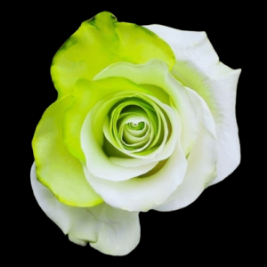 TIN-008-FANCY-LEMON.png