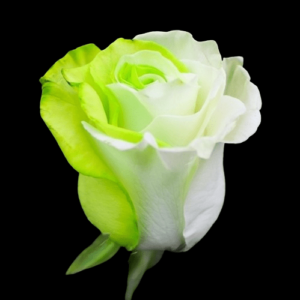 TIN-008A-FANCY-LEMON.png