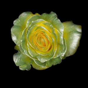 TIN-009-FANCY-GOLD.png