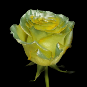 TIN-009A-FANCY-GOLD.png