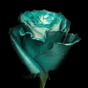 TIN-011A-FROSTY-DARK-TURQUOISE.png