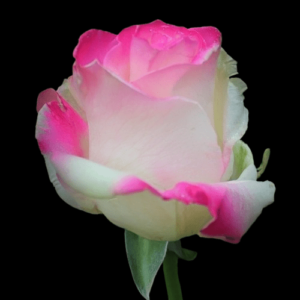 TIN-012A-FROSTY-HOT-PINK.png