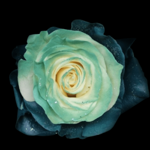 TIN-013-FROSTY-MINT.png