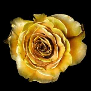 TIN-015-GOLD-METAL.png