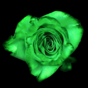 TIN-016-GREEN-PARK.png