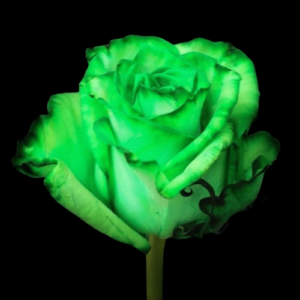 TIN-016A-GREEN-PARK.png