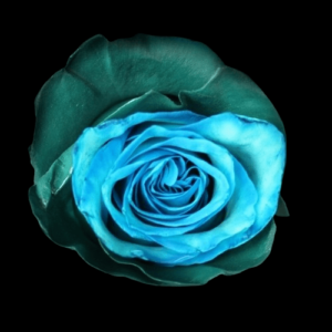 TIN-017-GREEN-SHADES.png
