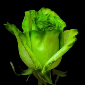 TIN-022A-LEMON.png