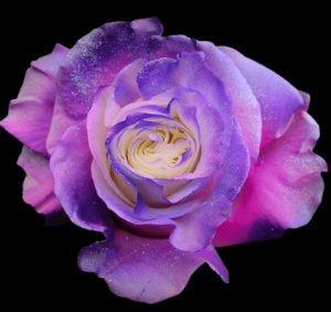 TIN-024-LUXE-PURPLE.png