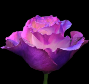 TIN-024A-LUXE-PURPLE.png