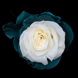 TIN-025-MINT.png
