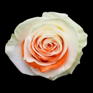 TIN-027-ORANGE-PETALS.png