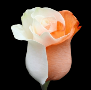 TIN-027A-ORANGE-PETALS.png
