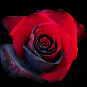 TIN-029-PASION.png