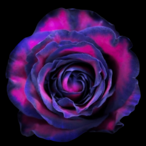 TIN-030-PINK-BLACK-EDGES.png