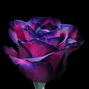 TIN-030A-PINK-BLACK-EDGES.png