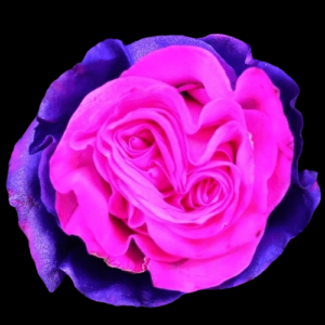 TIN-031-PINK-EXPERIENCE.png