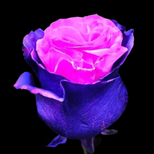 TIN-031A-PINK-EXPERIENCE.png