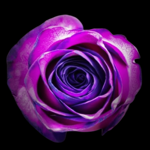 TIN-033-PURPLE-BLOSSOM.png