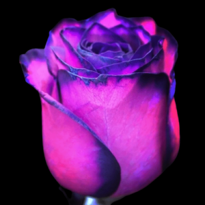 TIN-033A-PURPLE-BLOSSOM.png
