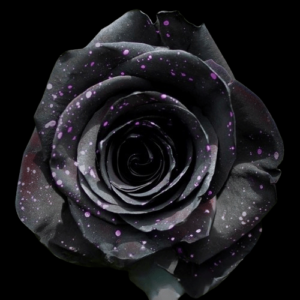 TIN-034-PURPLE-LIGHTS.png