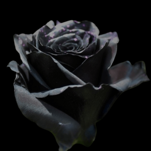 TIN-034A-PURPLE-LIGHTS.png