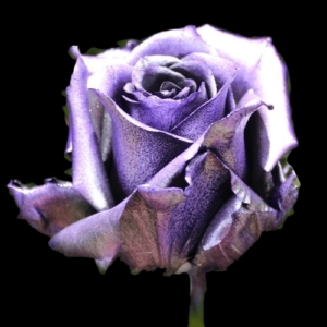 TIN-035A-PURPLE-METAL.png