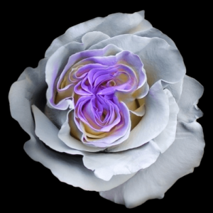 TIN-036-PURPLE-SILVER.png