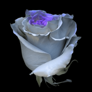 TIN-036A-PURPLE-SILVER.png