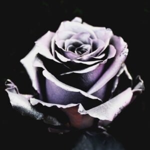 TIN-043A-SILVERY-PURPLE-METAL.jpeg