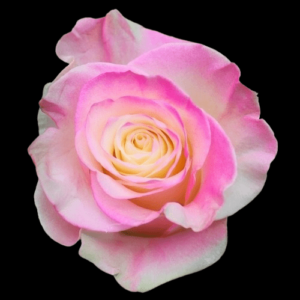 TIN-044-SOFT-PINK.png