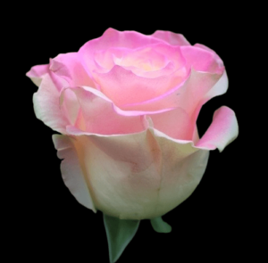 TIN-044A-SOFT-PINK.png